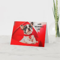 Valentine's Day French Bulldog