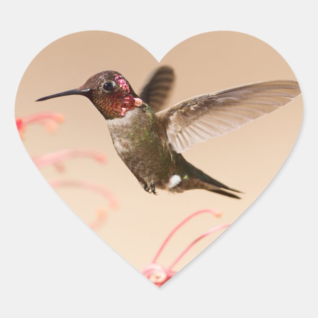 Valentine's Day Hummingbird Heart Stickers (Front)