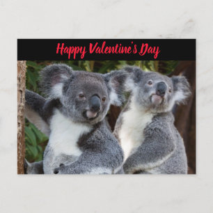 Valentine's Day Koala Bears postcard