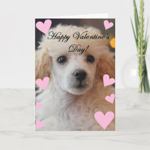 Valentine's Day Poodle  Dog Holiday Card