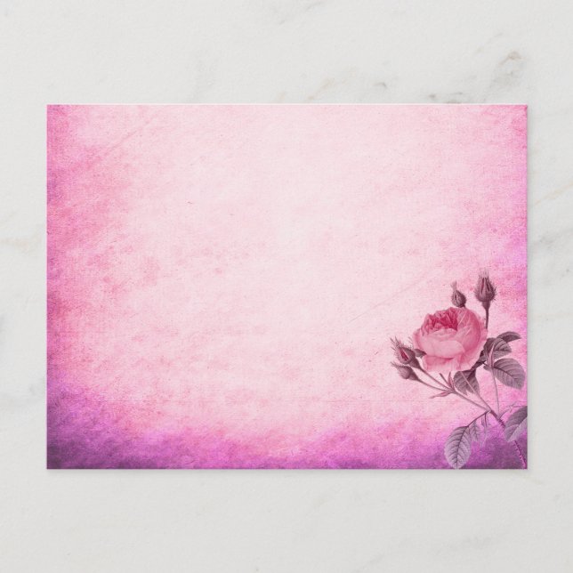 Valentine's day Rose   Postcard (Front)