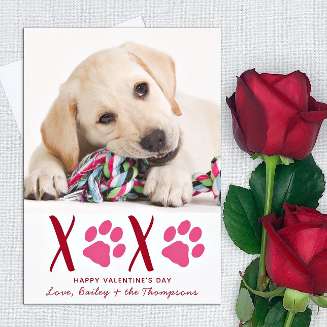 Valentines Day XOXO Cute Pet Puppy Dog Photo Holiday Card (Creator Uploaded)