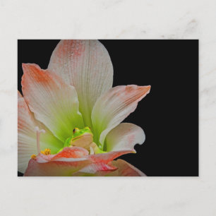 Valentines Frog Holiday Postcard