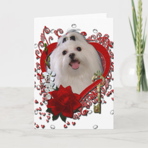 Valentines - Key to My Heart - Maltese Holiday Card