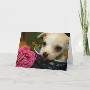 Valentines Love Card Baby Chihuahua Puppy Rose