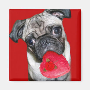 Valentines pug magnet