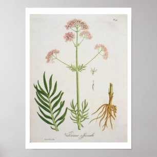 Valerian from 'Phytographie Medicale' by Joseph Ro Poster