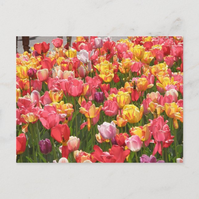 Valley of Tulips Postcard (Front)
