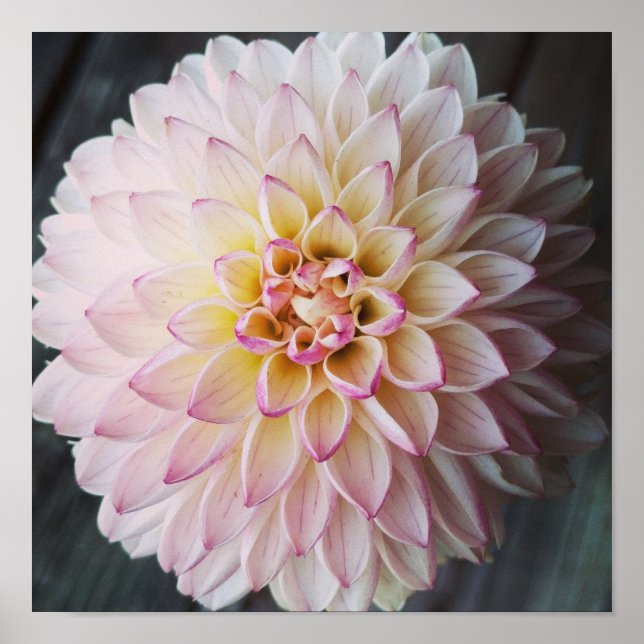 Valley Porcupine Blush Dahlia Flower Poster (Front)