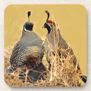 Valley Quail (California) Coaster