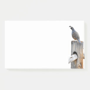 Valley Quail Photo 10x6 Notes Stationery