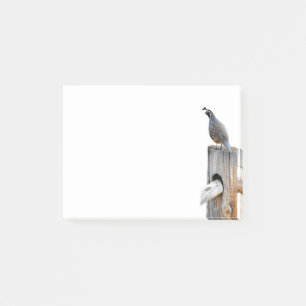 Valley Quail Photo 4x3 Notes Stationery