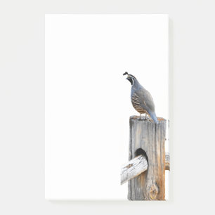 Valley Quail Photo 4x6 Notes Stationery