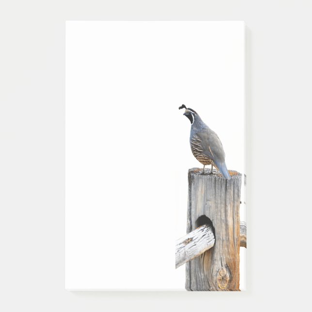 Valley Quail Photo 4x6 Notes Stationery (Front)