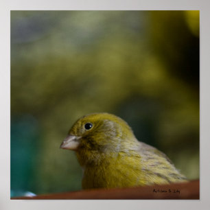Value paper poster canary bird nature