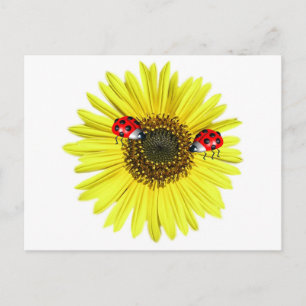 Valxart Happy Lady Bugs on yellow sunflower Postcard
