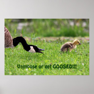 Vamoose Poster
