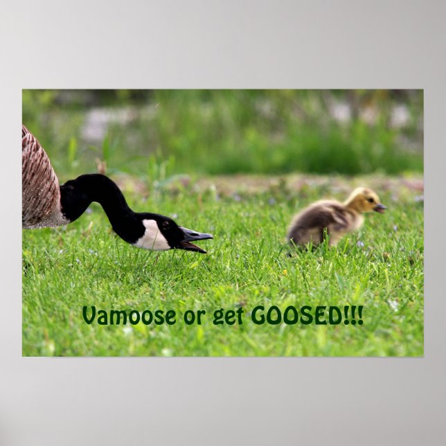 Vamoose Poster (Front)