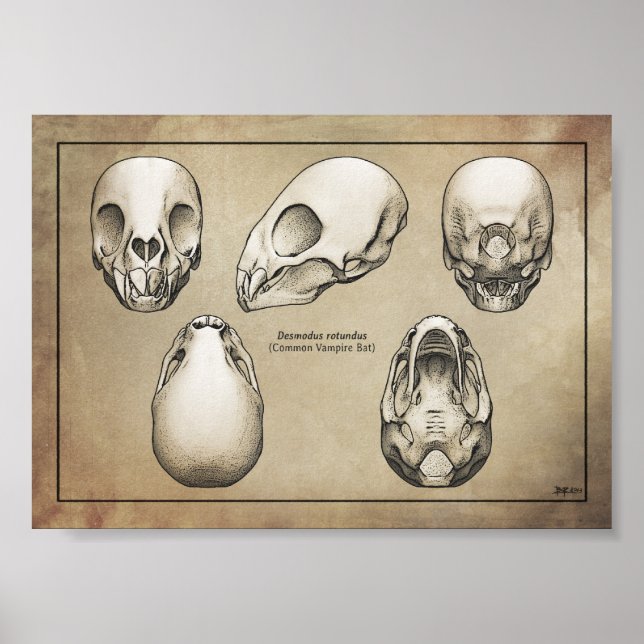 Vampire Bat Skull Poster (Front)