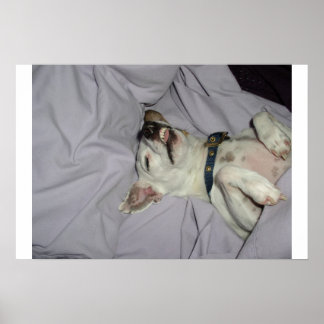 Vampire Dog Poster