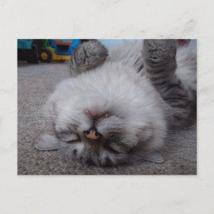 Vampire Kitty Postcard