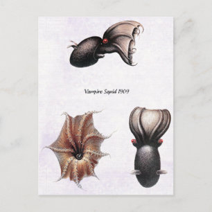 Vampire Squid Postcard