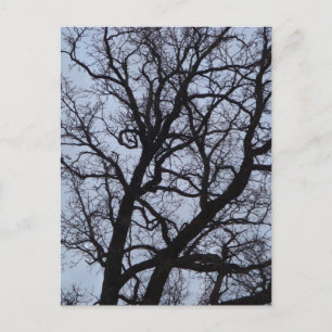 Vampire Tree Postcard