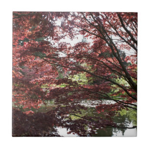 Van Dusen Garden, Japanese Maple Ceramic Tile