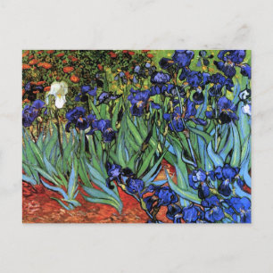 Van Gogh Irises (F608) Vintage Fine Art Postcard