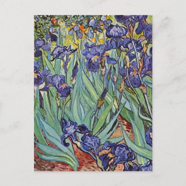 Van Gogh Irises Impressionist Painting Postcard (Front)