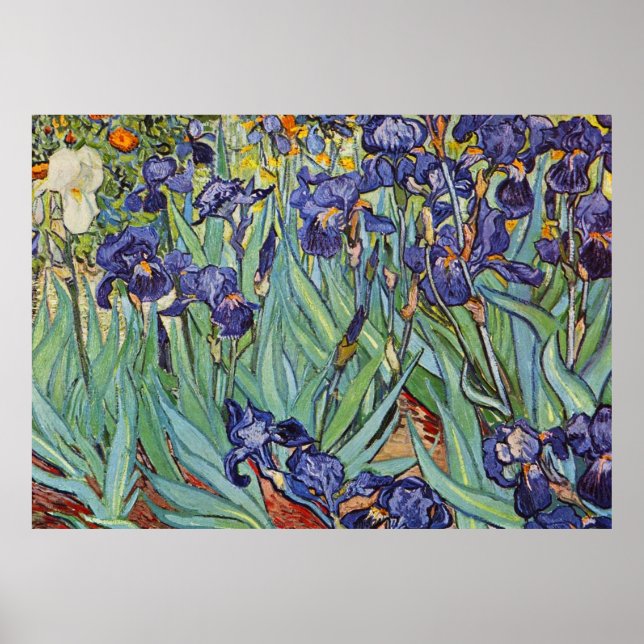 Van Gogh Irises Impressionist Painting Poster (Front)