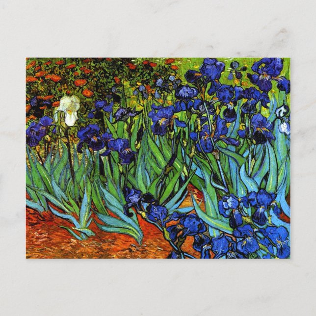 Van Gogh - Irises Postcard (Front)
