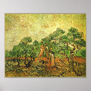 Van Gogh - Olive Trees, fine art painting, Poster