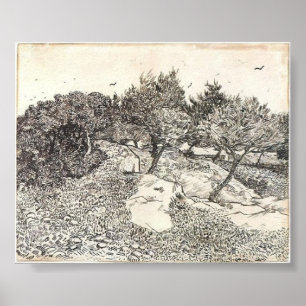 Van Gogh - Olive Trees Poster