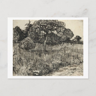 Van Gogh Weeping Tree on a Lawn Postcard
