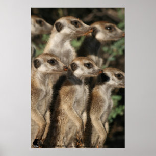 Van Helsing meerkats Poster