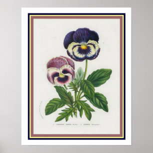 Van Houtte 1845 Botanical "Pansy" Print