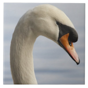 Vancouver, Stanley Park, Mute Swan (Cygnus olor) 2 Ceramic Tile