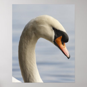Vancouver, Stanley Park, Mute Swan (Cygnus olor) 2 Poster