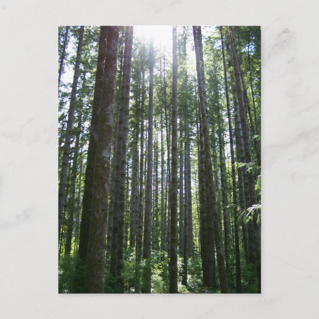 Vancover Island Forest Postcard (Front)