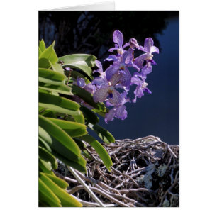 Vanda Orchid