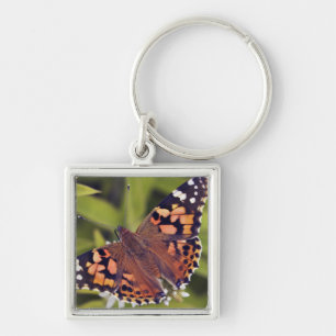 vanessa cardui - Europe, Germany, Bavaria, Key Ring