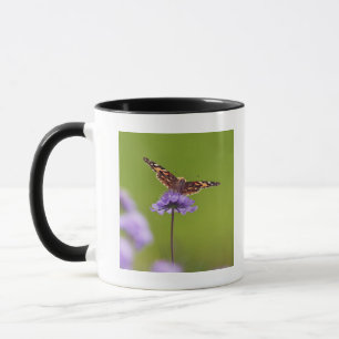 vanessa cardui - Europe, Germany, Bavaria, Mug