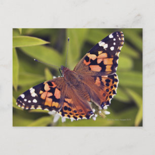 vanessa cardui - Europe, Germany, Bavaria, Postcard