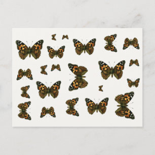 Vanessa cardui - The Painted Lady Butterfly Postcard
