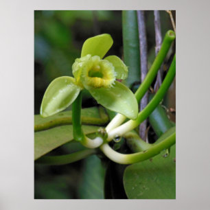 Vanilla Orchid Poster