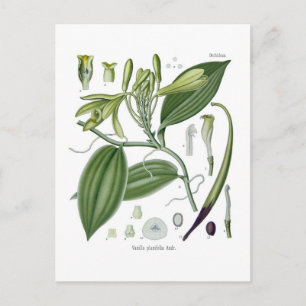 Vanilla planifolia postcard