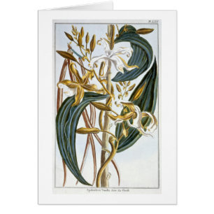 Vanilla pods, plate 65, from 'Collection Precieuse