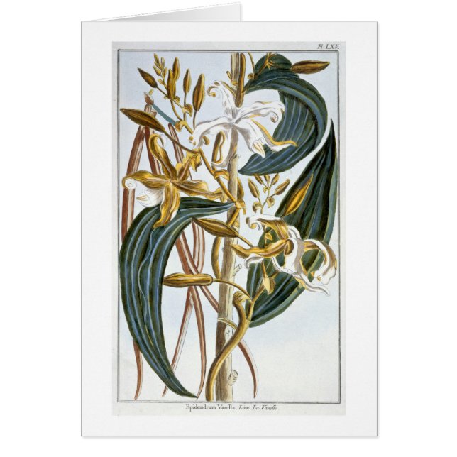 Vanilla pods, plate 65, from 'Collection Precieuse (Front)