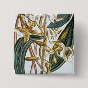 Vanilla pods, plate 65, from 'Collection Precieuse 15 Cm Square Badge